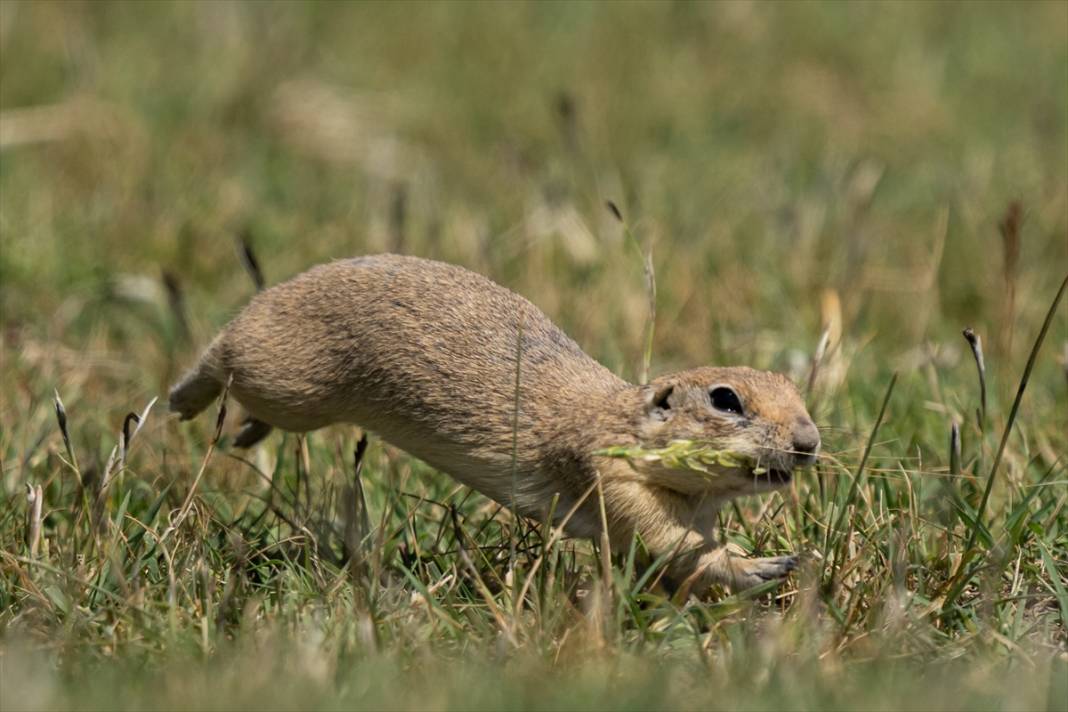 Toprağın verimliliğine katkı sağlayan gelengiler ortaya çıktı 5